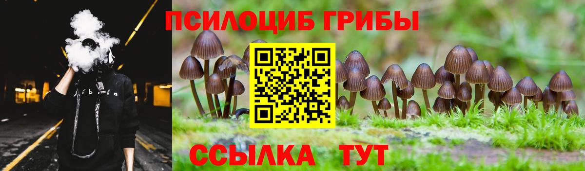 Галлюциногенные грибы Psilocybe Балтийск