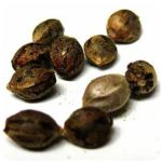 Семена марихуаны АК-47  (Seeds AK-47) в Балтийске 